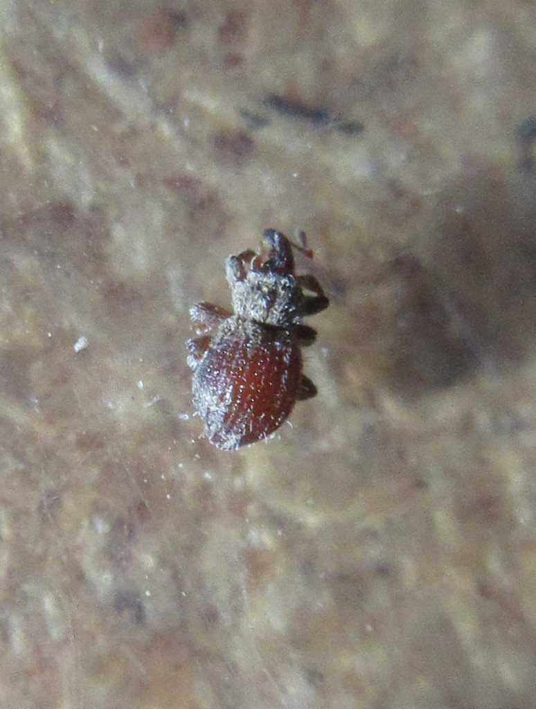 Styphlidius