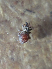 Styphlidius italicus