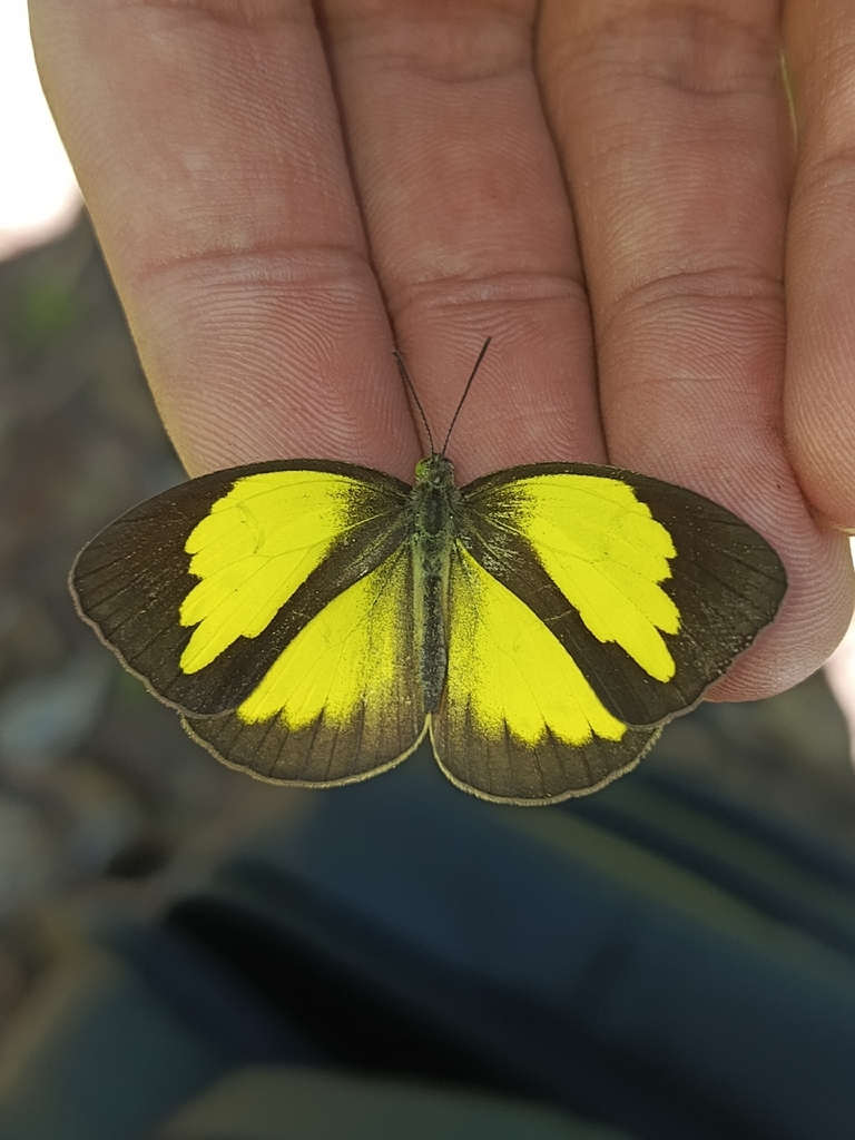 Eurema tilaha