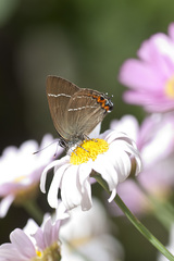 Satyrium w-album