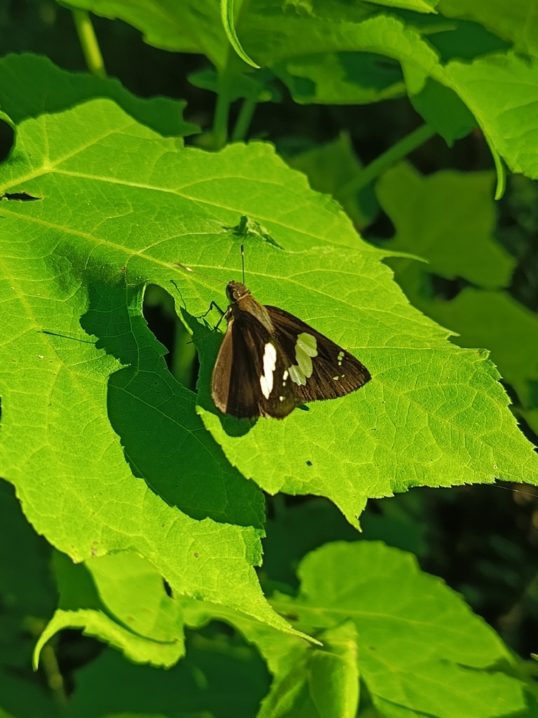 Spotted Demon (Notocrypta feisthamelii)