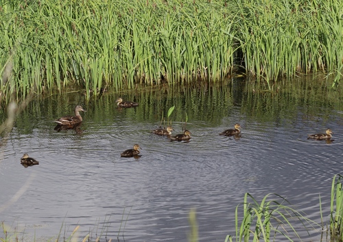 iNaturalist image