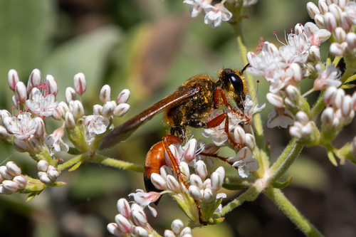 Great Golden Digger Wasp