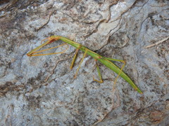 Bacillidae