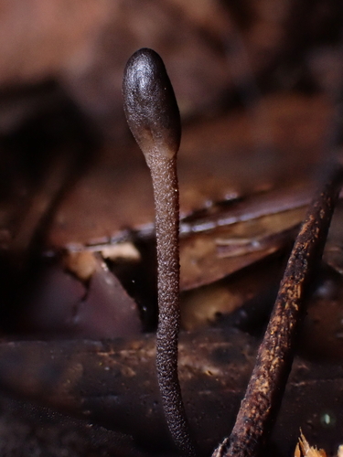 Earth Tongues