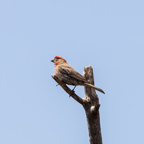 House Finch