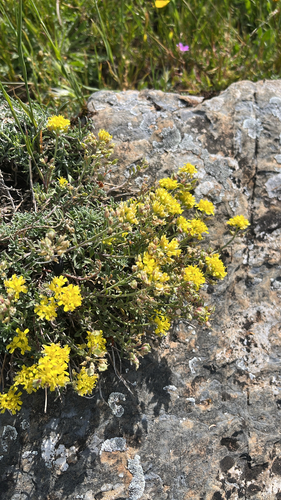 Alyssum fastigiatum, photograph 2