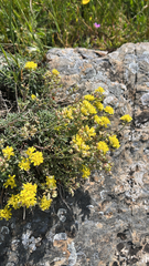 Alyssum fastigiatum, photograph (c) Daniel Castanhal García, some rights reserved (CC BY)