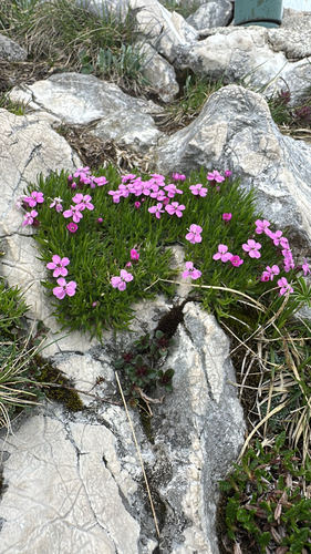 Moss Campion