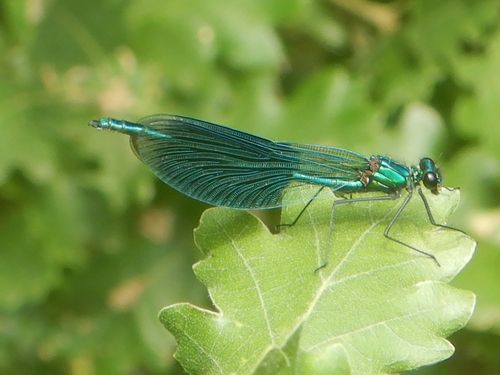 Banded Demoiselle