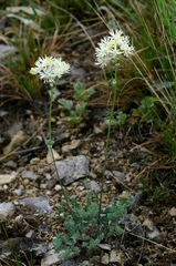 Thalictrum petaloideum