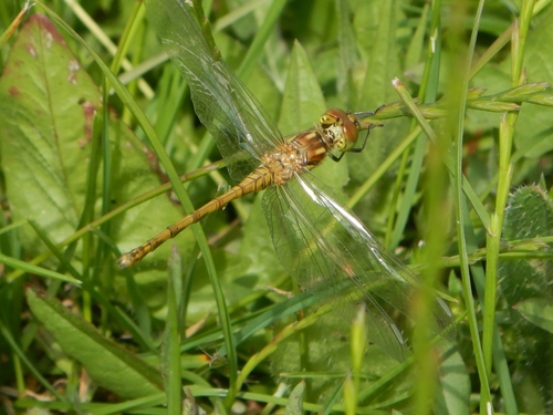 Common Darter