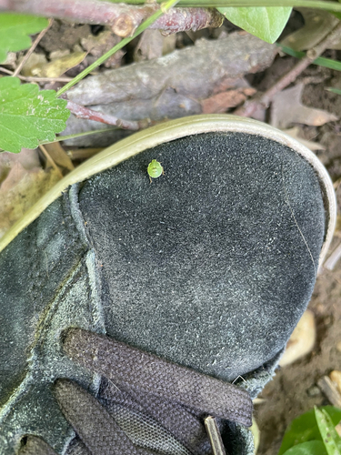 Green Shield Bug