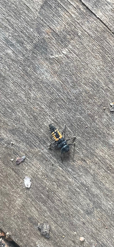 Asian Lady Beetle