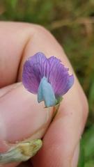Lathyrus hirsutus