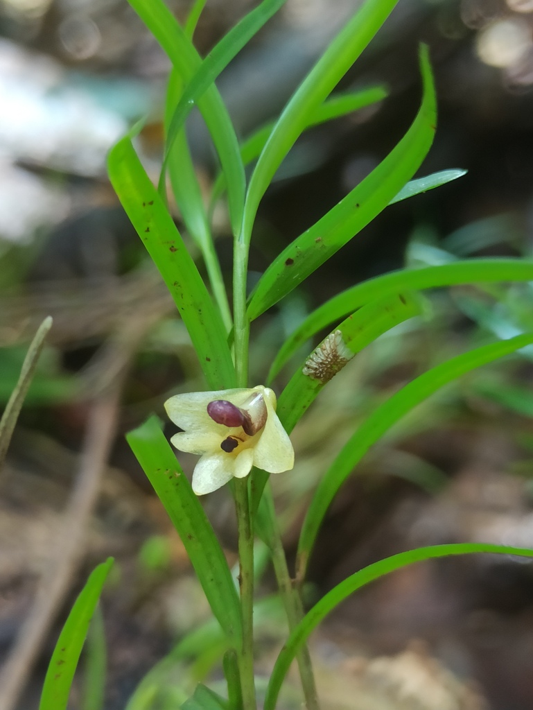 Dendrobium poneroides Schltr.