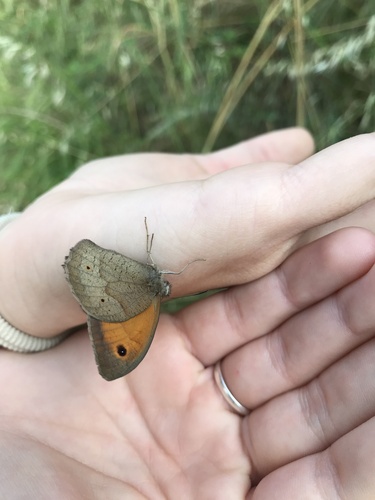 Meadow Brown