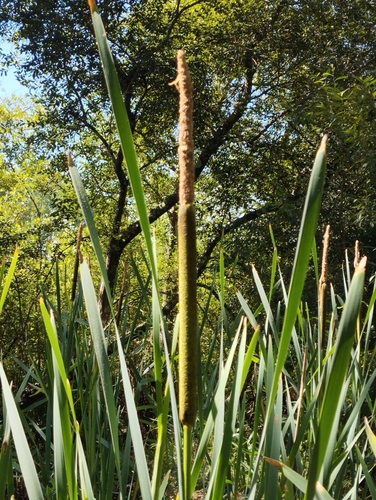 broadleaf cattail