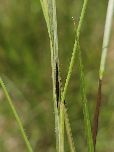 Ustilago spegazzinii, 2026-06-04
