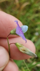 Lathyrus hirsutus
