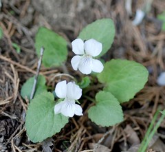 Viola keiskei