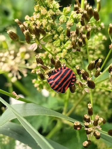 European Striped Shield Bug