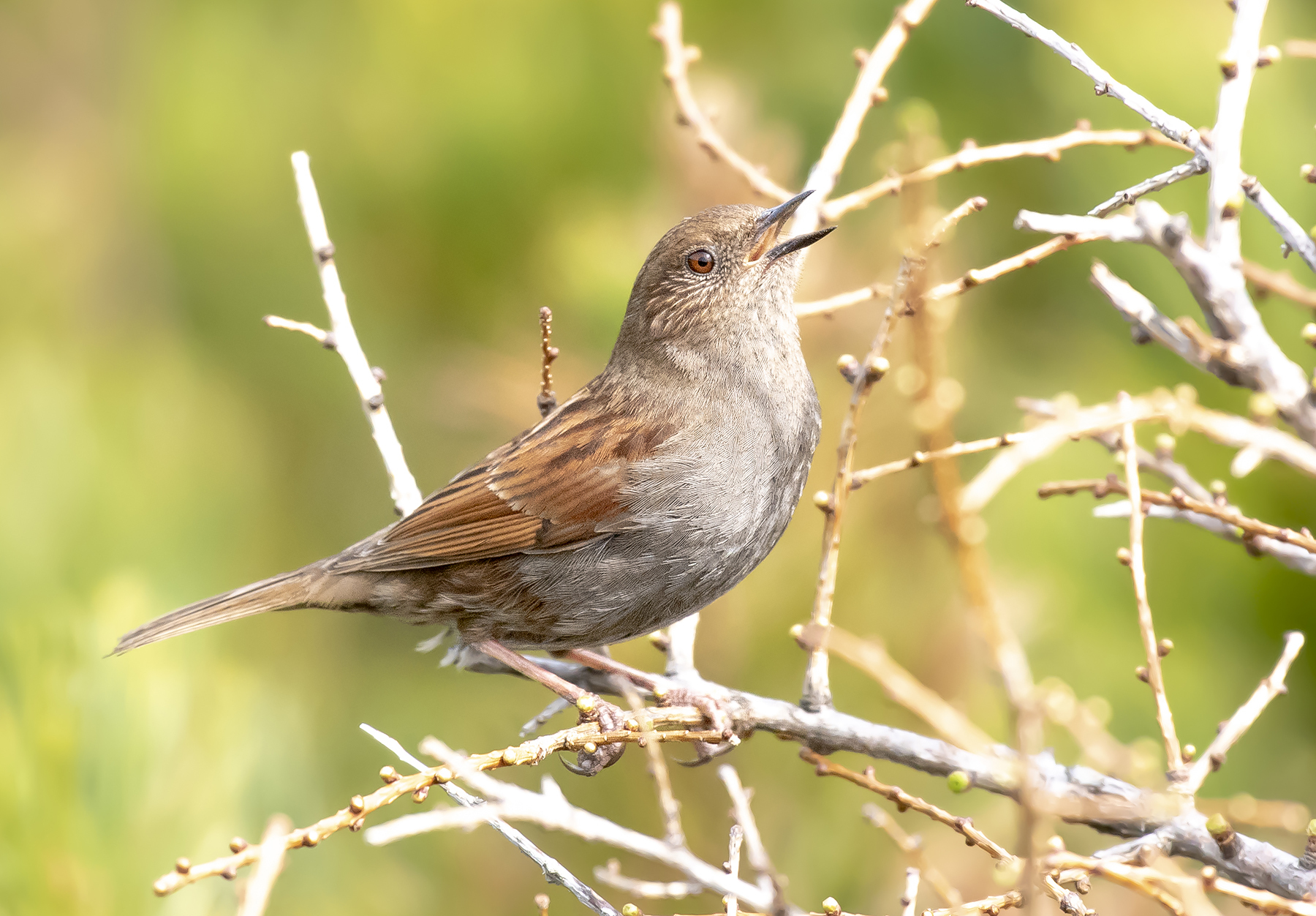 Japanese Accentor (Prunella rubida), photo 5