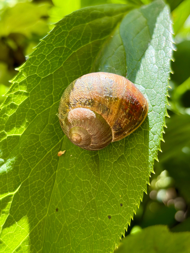 Garden Snail