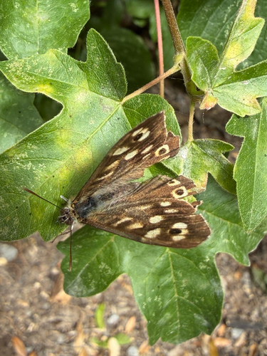 Speckled Wood