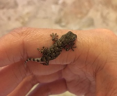 Tarentola mauritanica