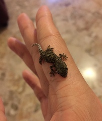 Tarentola mauritanica