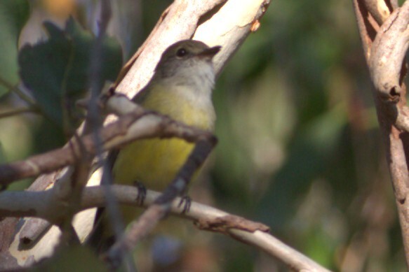 Lemon-bellied Flyrobin (Microeca flavigaster), photo 7