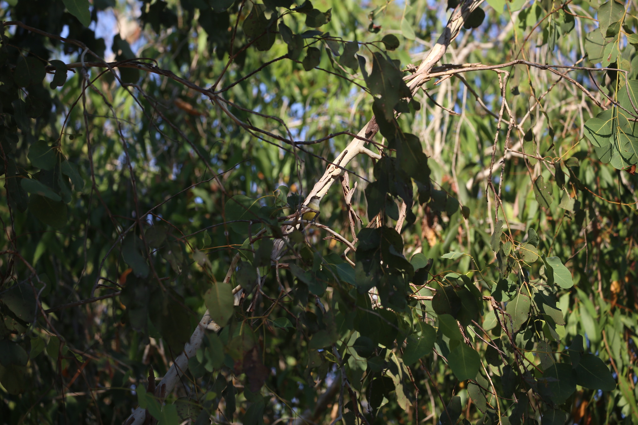 Lemon-bellied Flyrobin (Microeca flavigaster), photo 8