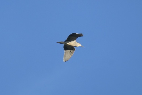 Black-crowned Night Heron