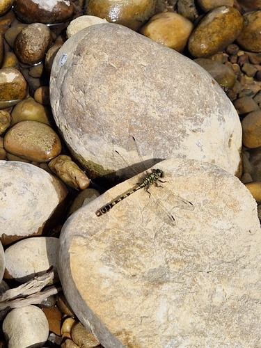Small Pincertail