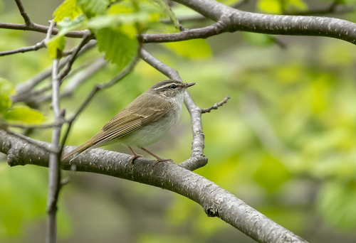 Sakhalin Leaf Warbler (Phylloscopus borealoides), photo 5