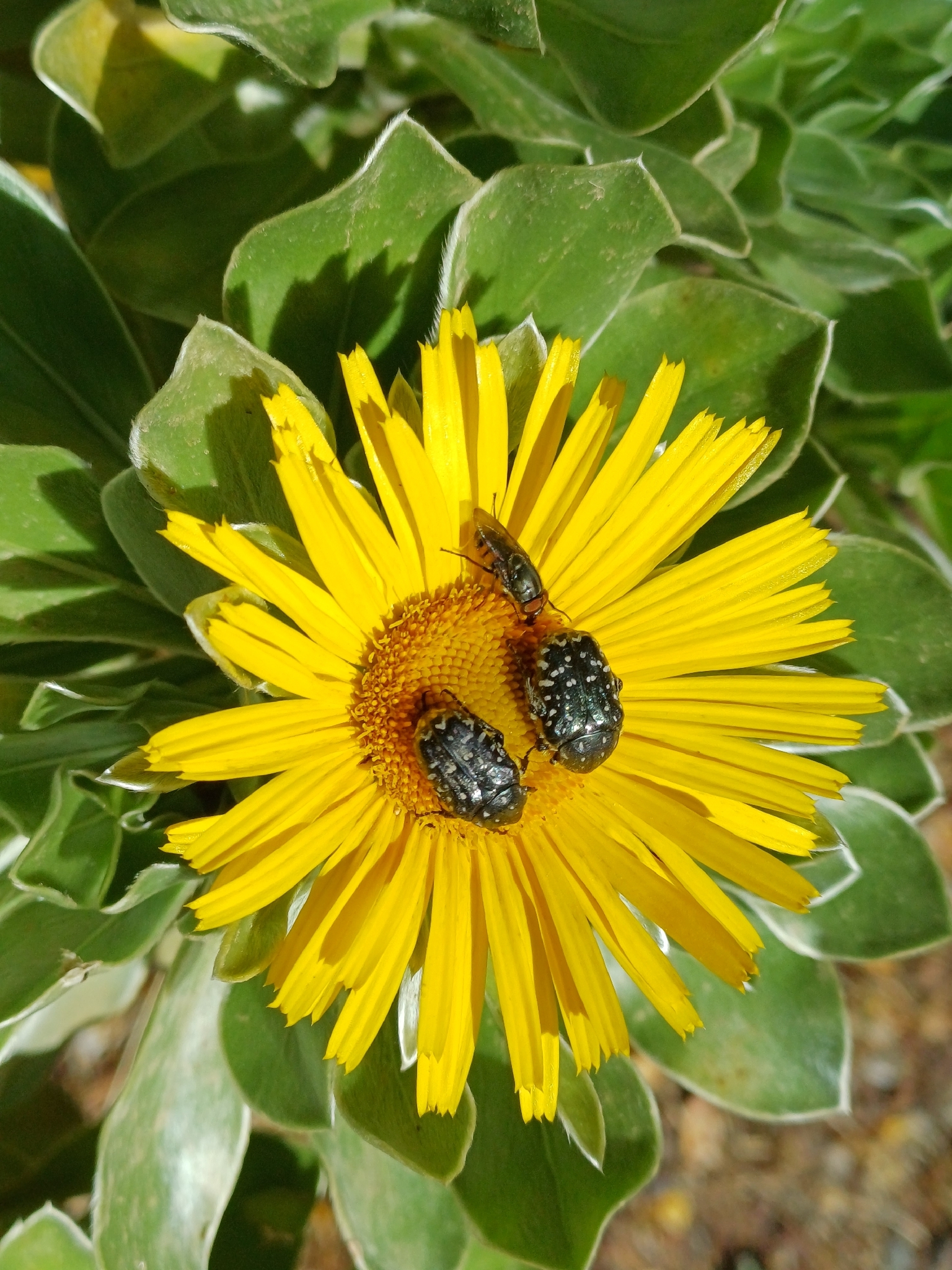 Escarabajo del Sudario