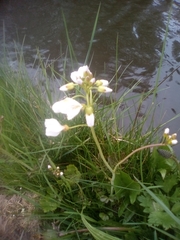 Cardamine pratensis