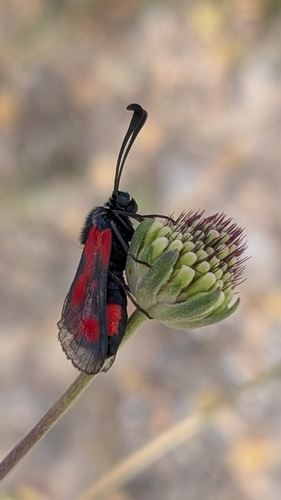 Zygaena sarpedon