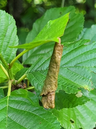 Birch Leaf-rolling Weevil, Marienberg, Station, 7692 AC Marienberg, Nederland, photo 5 of 10