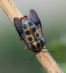 Calidea dregii