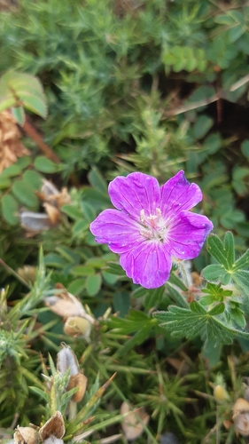 Bloody Crane's-bill