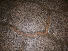 Gymnophiona