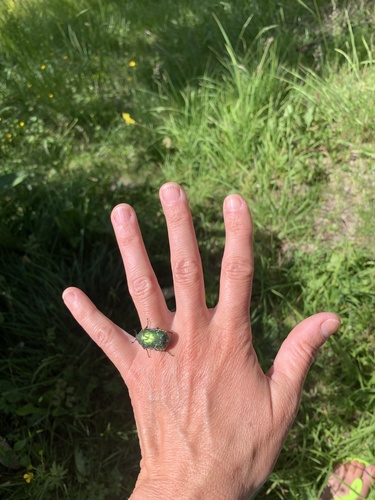 European Rose Chafer