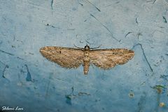 Eupithecia ultimaria