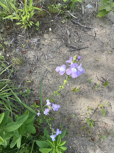 Canada Toadflax