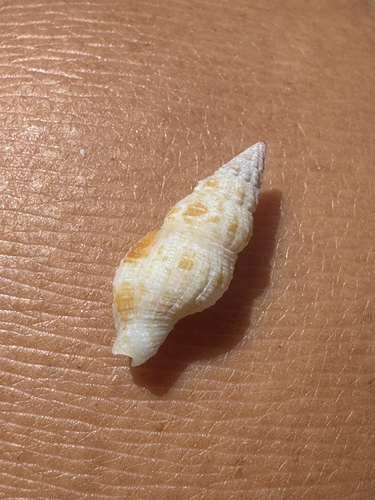 Prodotia iostoma observed 2026-06-05