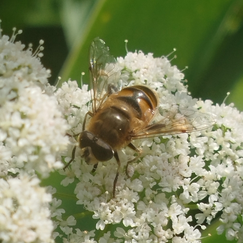 Common Drone Fly
