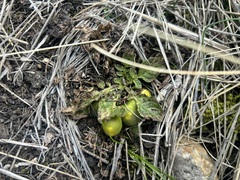 Solanum acaule