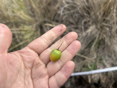Solanum acaule, photograph 1